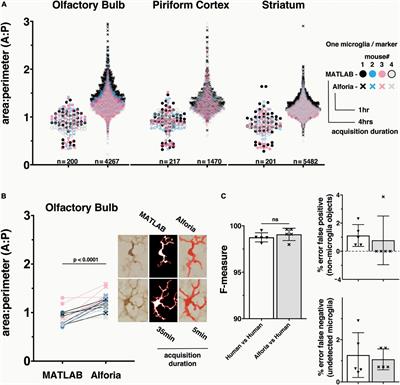 A novel automated morphological analysis of Iba1+ microglia using a deep learning assisted model